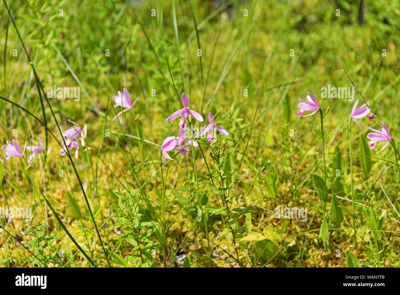 Rose pogonia (Pogonia ophioglossoides) blooming in a ditch near Eastern Head, Isle au Haut, Maine. Stock Photo