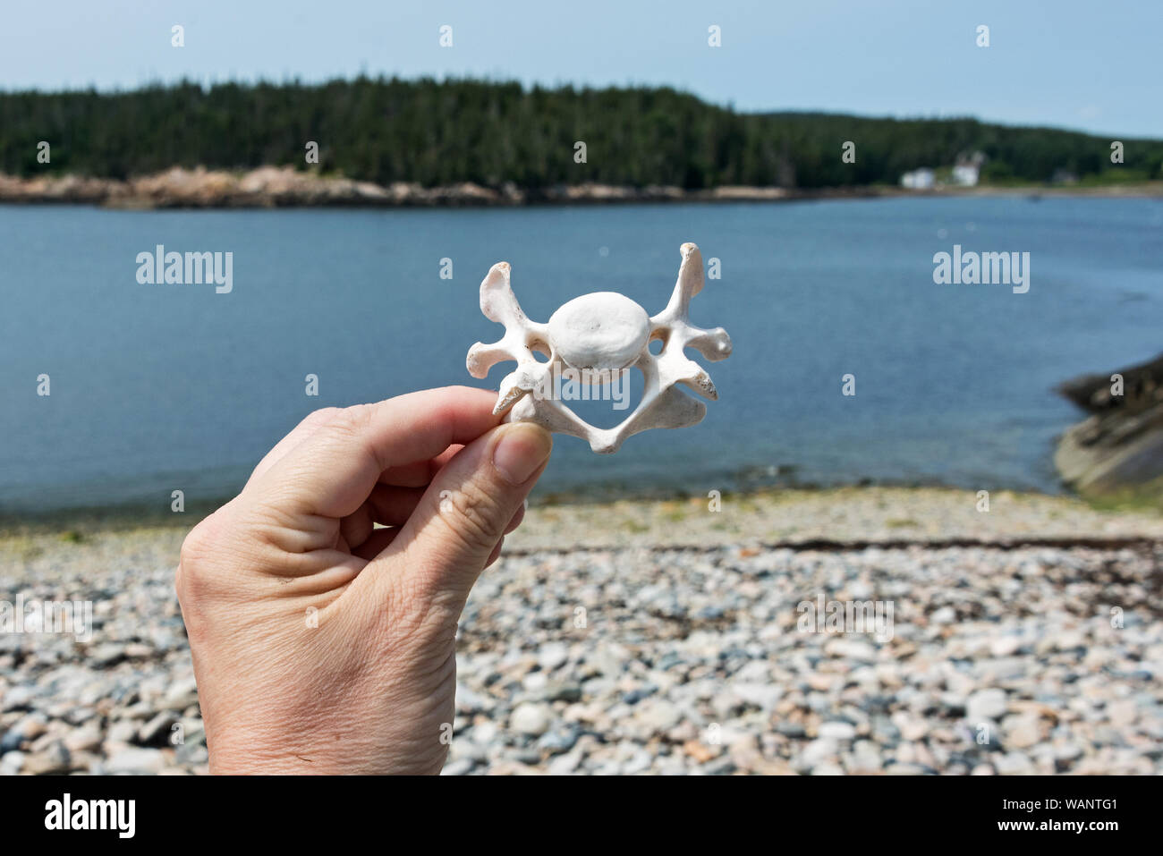 Seal bones hi-res stock photography and images - Alamy