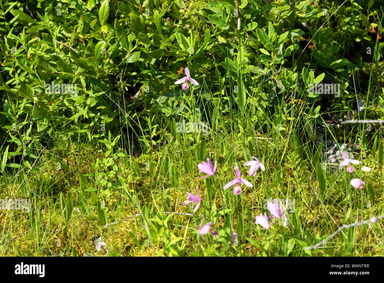 Rose pogonia (Pogonia ophioglossoides) blooming in a ditch near Eastern Head, Isle au Haut, Maine. Stock Photo