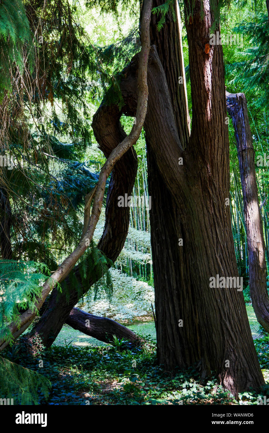 Lawson cypress, La Bambouseraie - Bamboo park, Prafrance, Anduze, Gard, France Stock Photo