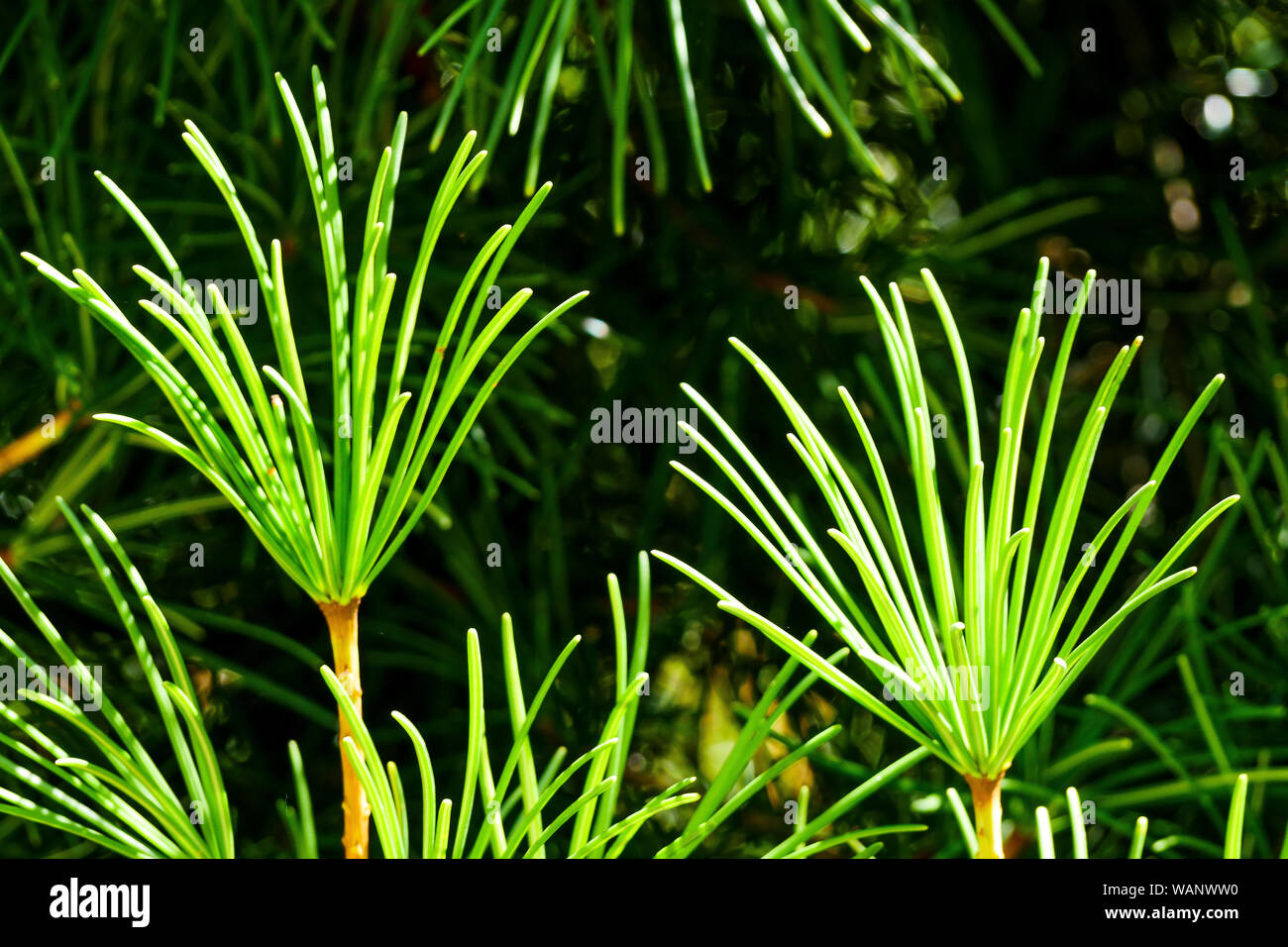 Japanese Umbrella Pine - Sciadopitys verticillata, La Bambouseraie - Bamboo park, Prafrance, Anduze, Gard, France Stock Photo