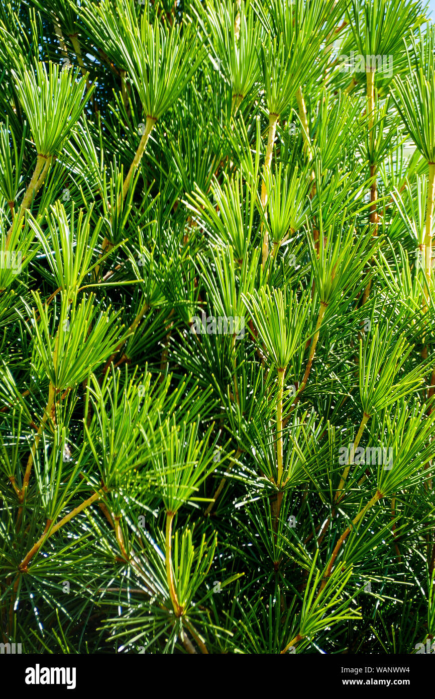 Japanese Umbrella Pine - Sciadopitys verticillata, La Bambouseraie - Bamboo park, Prafrance, Anduze, Gard, France Stock Photo