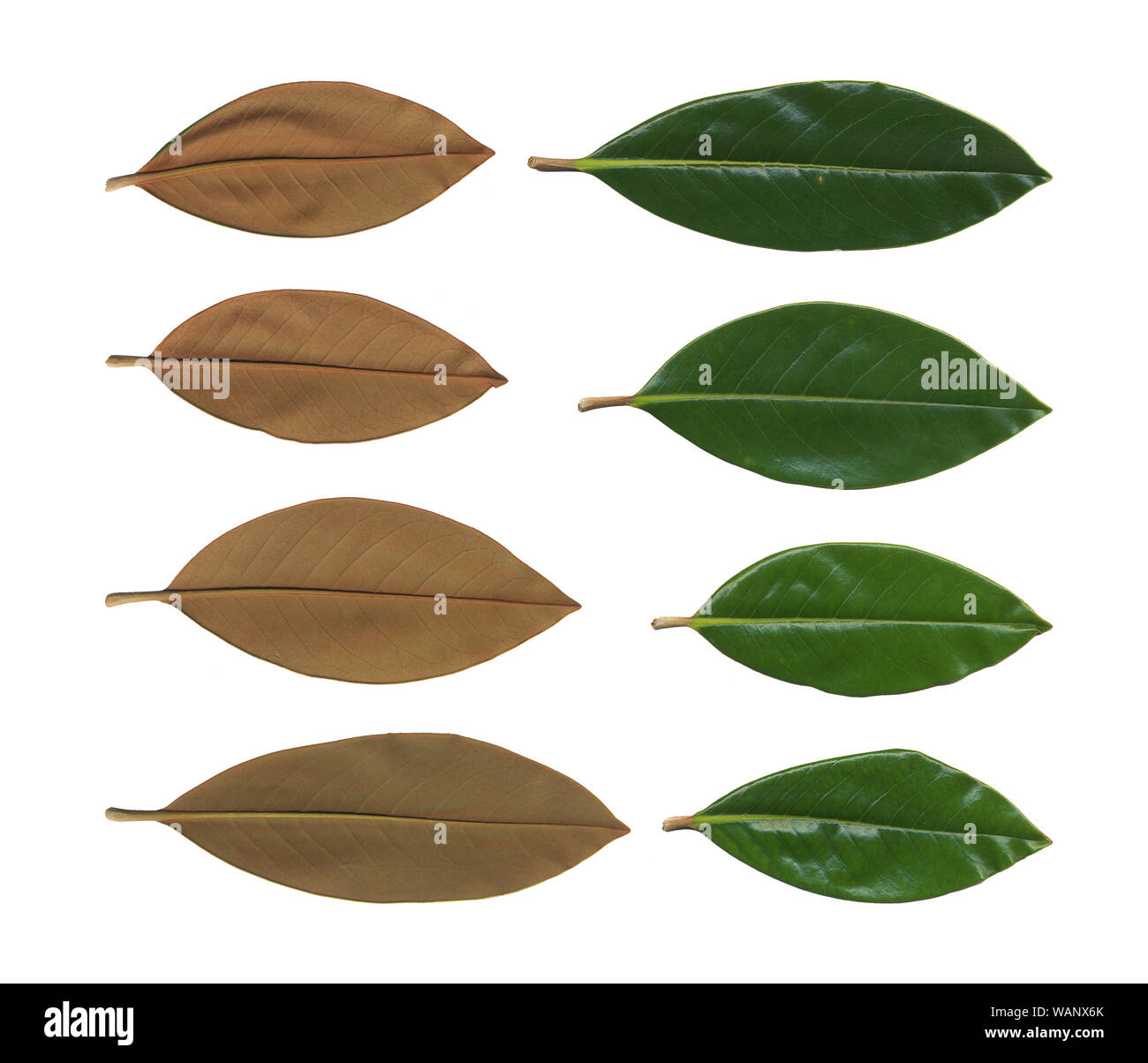 Collection of green plants. Elements for design. with green leaves isolated on white. Large collection of magnolia leaves isolated on white background Stock Photo