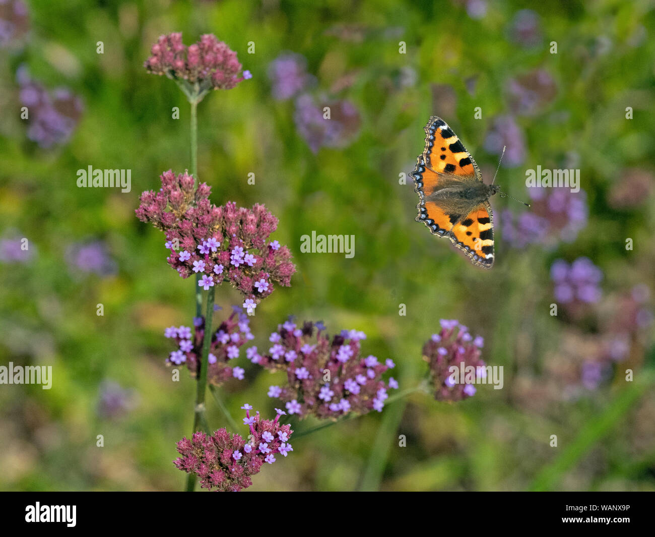 Small Tortoiseshell Butterfly in flight feeding on verbena flowers in garden Norfolk Stock Photo