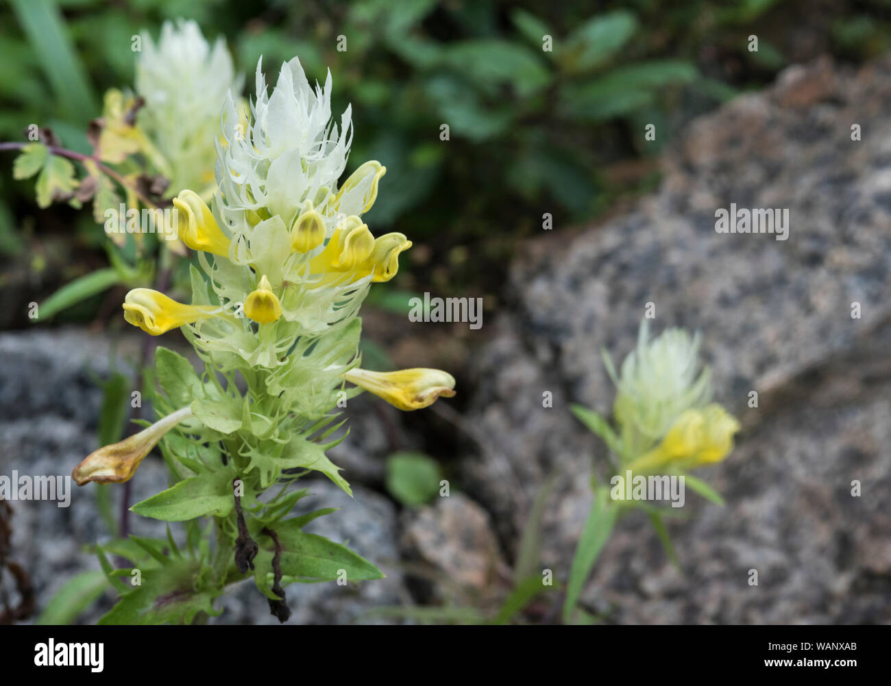Flowering Turkish Cow-wheat (Melampyrum arvense elateus) Stock Photo