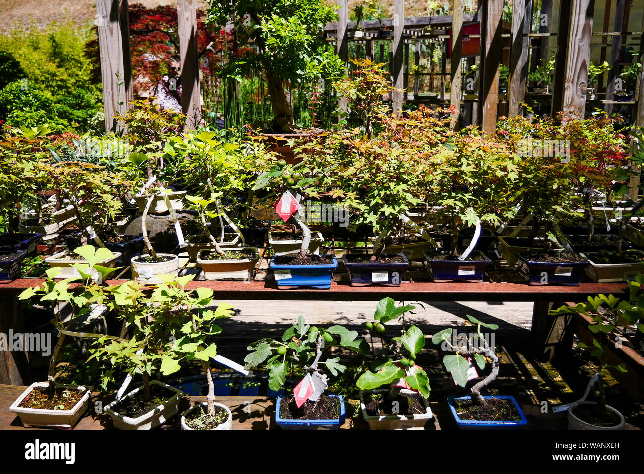 Bonsais garden centre, La Bambouseraie Bamboo park, Anduze, Gard