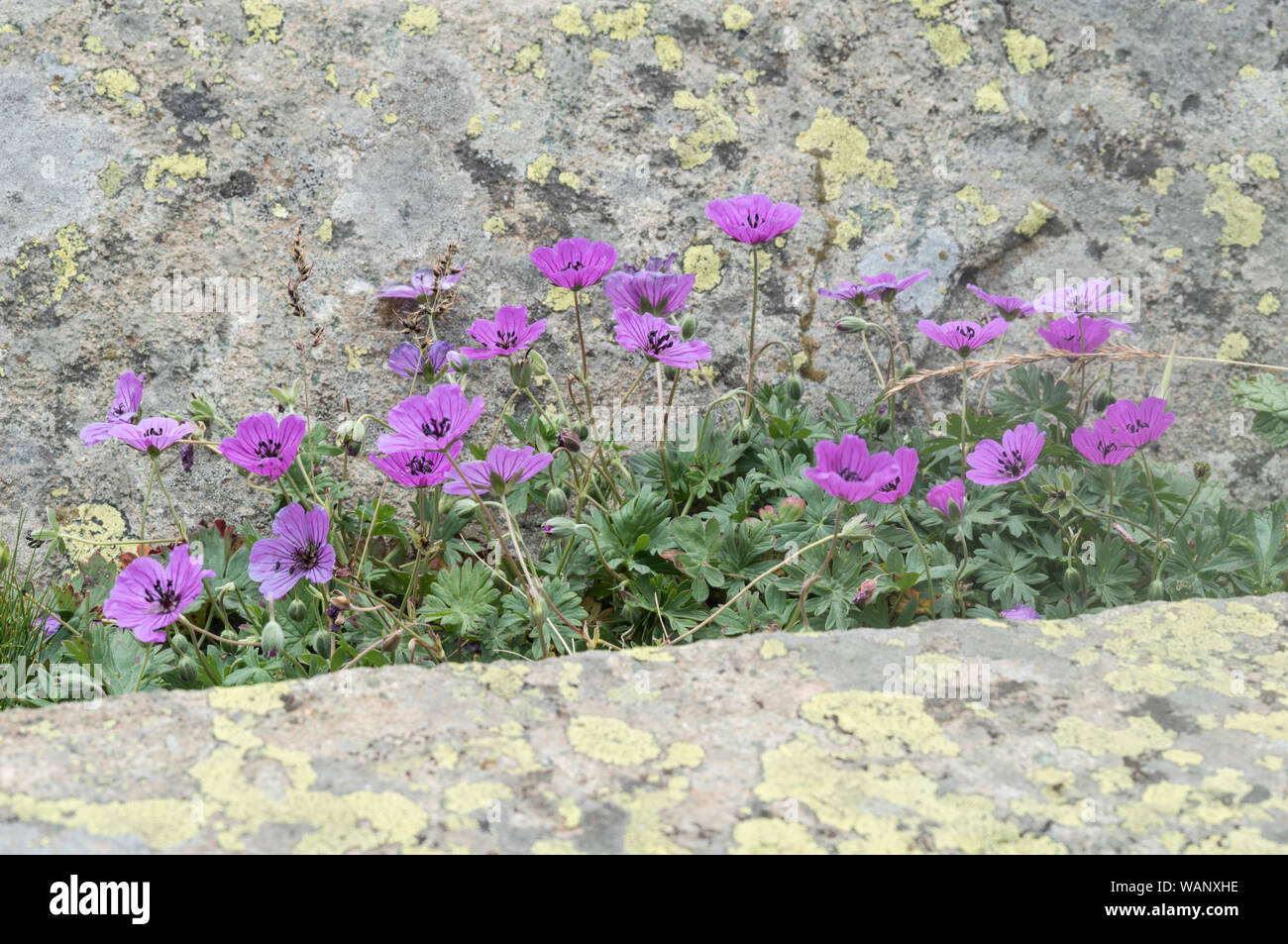 Flowers of Geranium cinereum Stock Photo