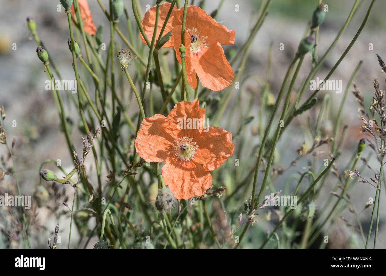 Flowers of the orange poppy with two scientific names Papaver fugax and