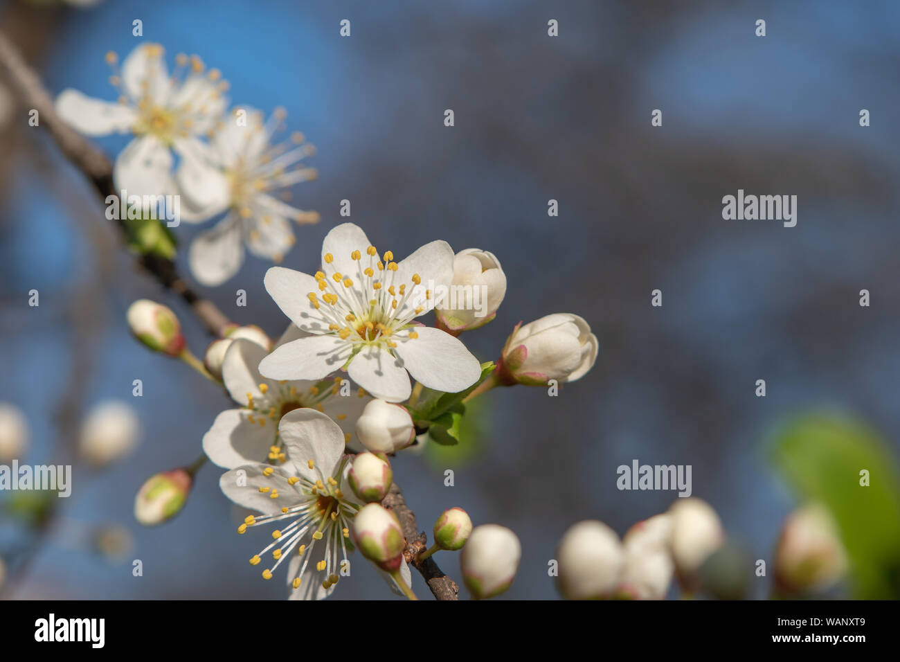 White cherry blossom buds hires stock photography and images Alamy