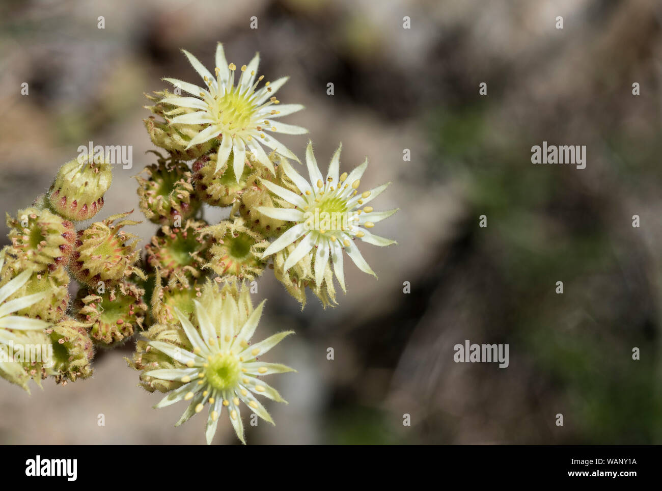 Flowering Sempervivum sp in NE Turkey Stock Photo