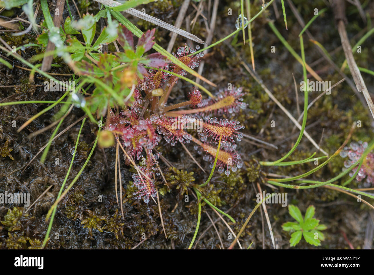 Great Sundew (Drosera anglica) Stock Photo