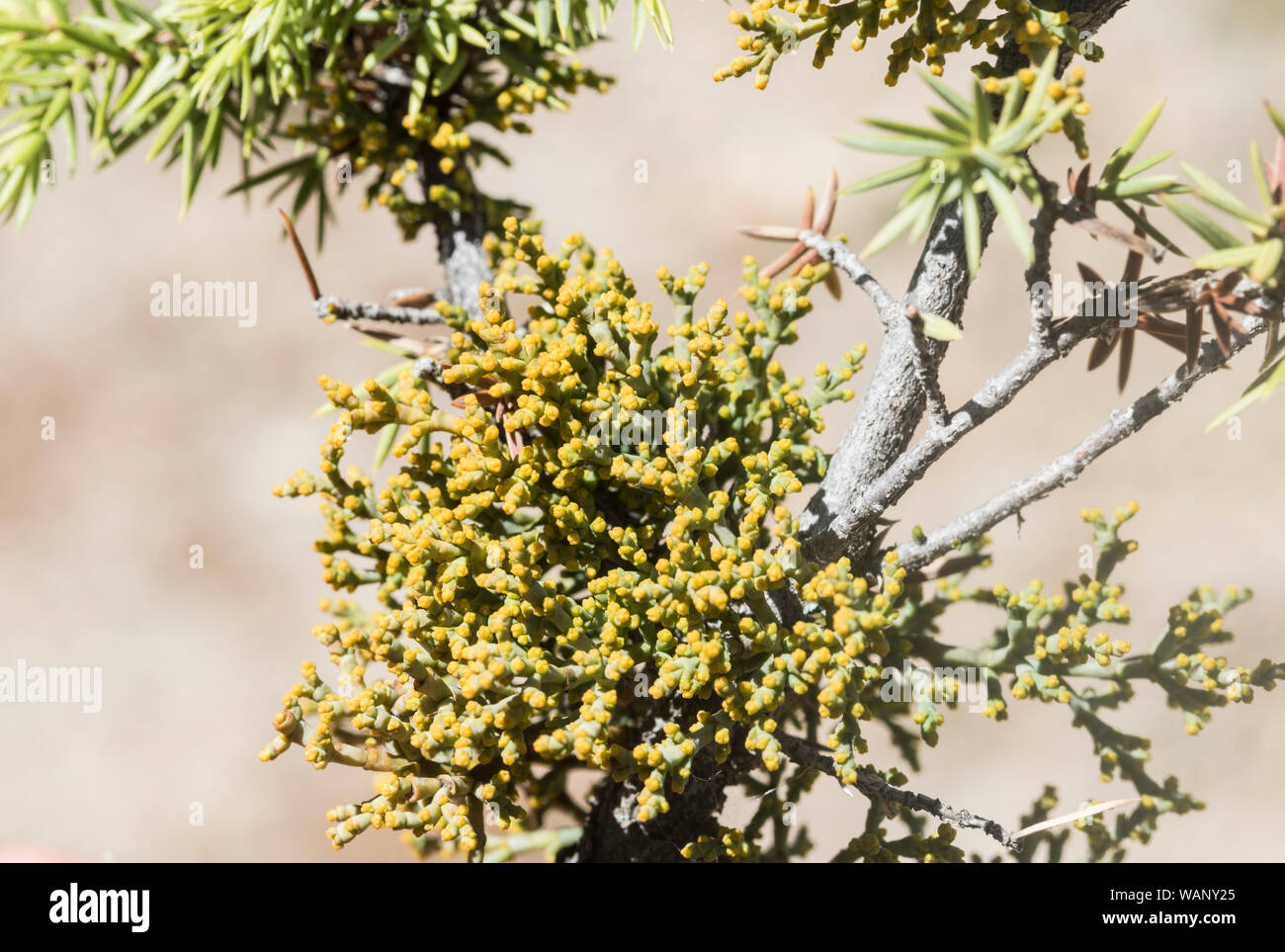 A yellow mistletoe (Arceuthobium oxycedri) Stock Photo
