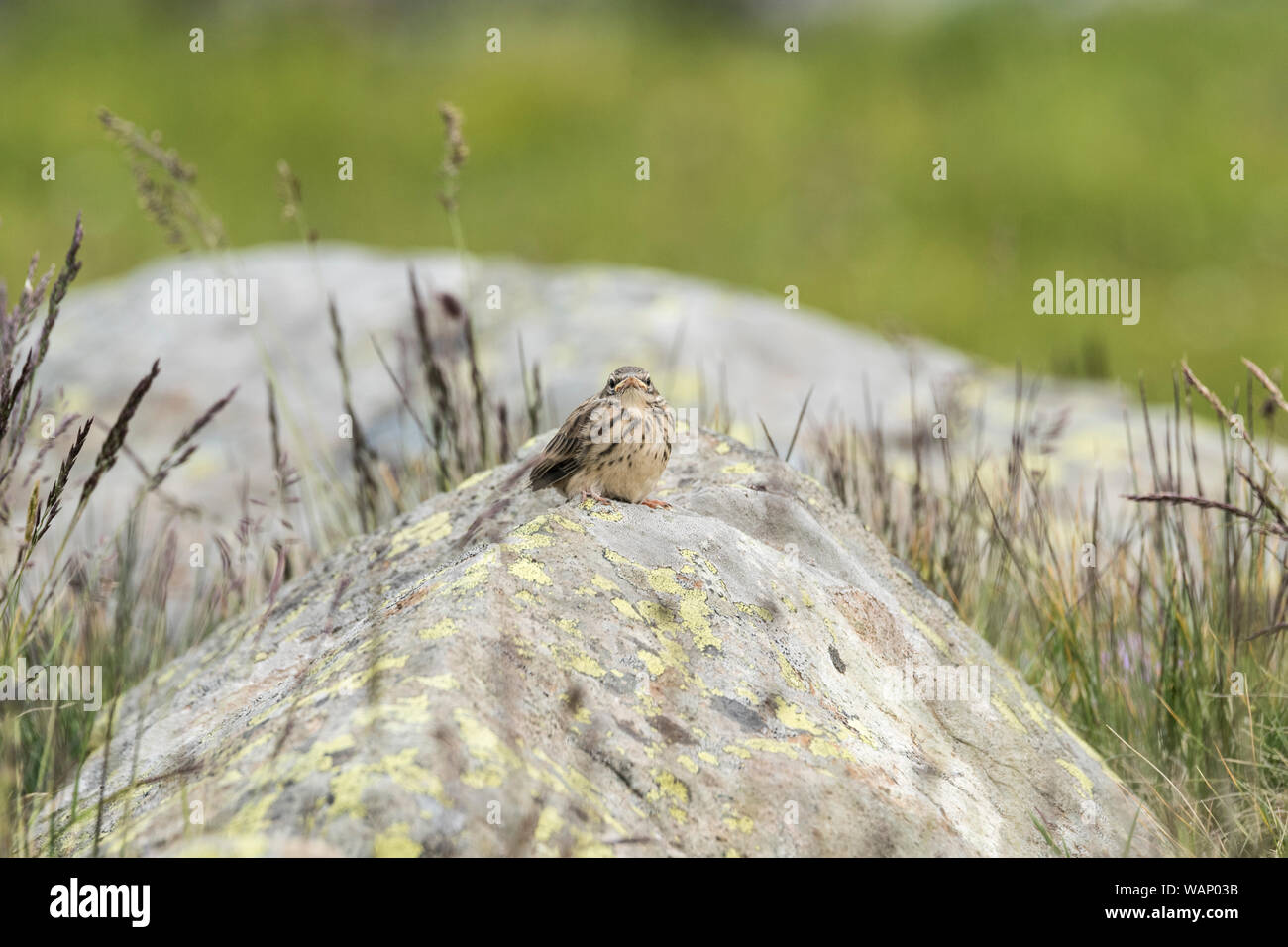 Tree Pipit (Anthus trivialis) chick Stock Photo