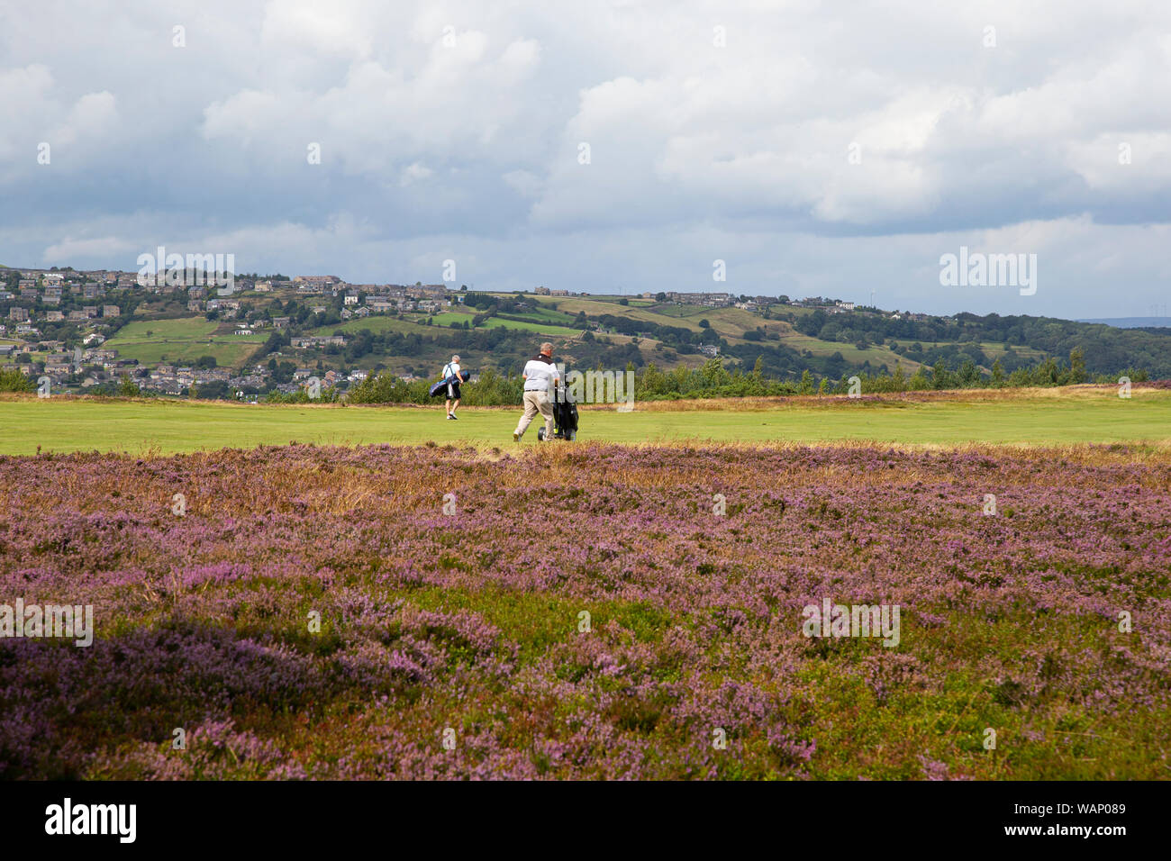 Golfers on a heathland course in West Yorkshire with the heather uplands in full bloom in late summer Stock Photo