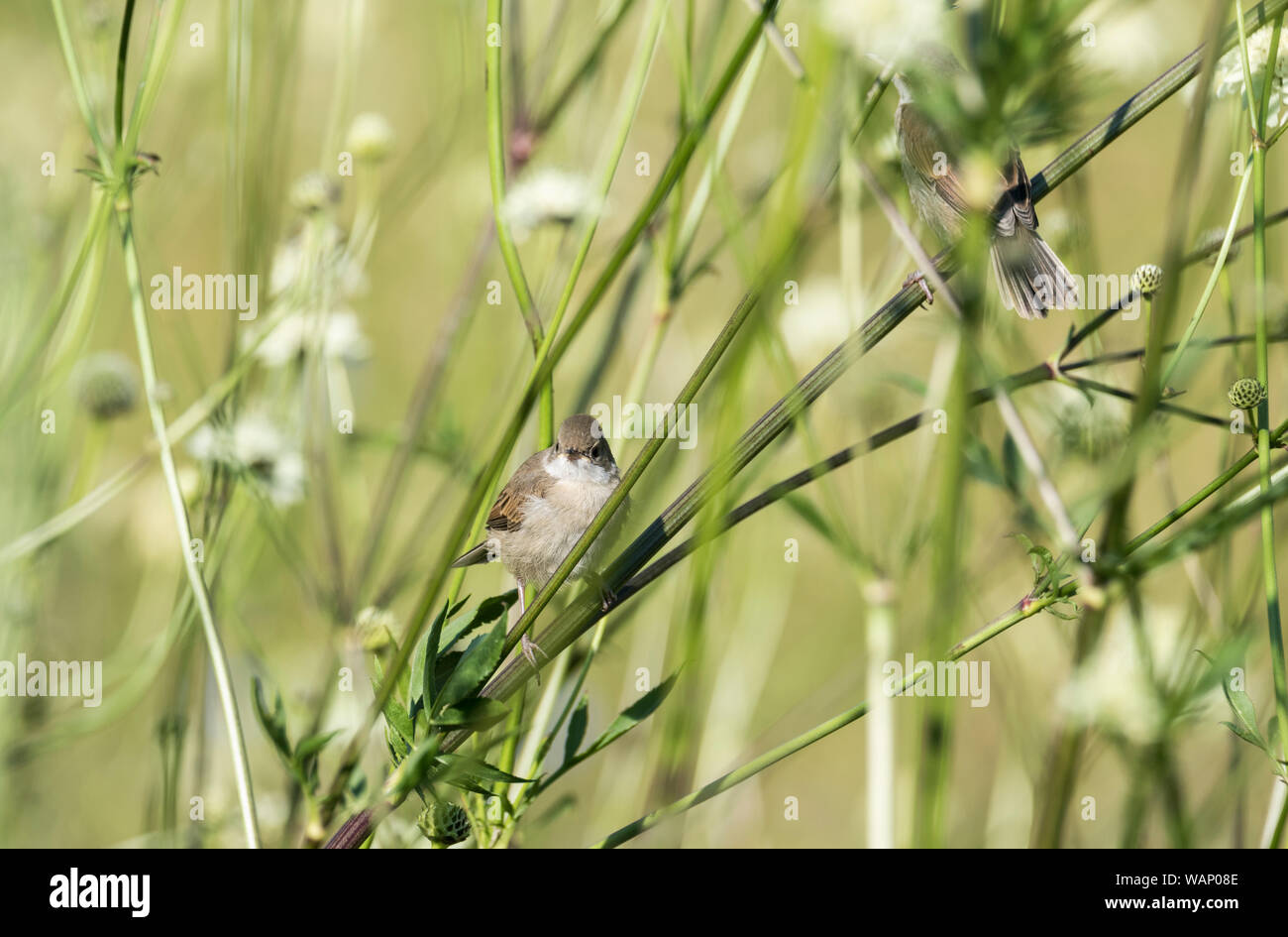 Whitethroat (Curruca communis) foraging on Cephalaria gigantea Stock Photo