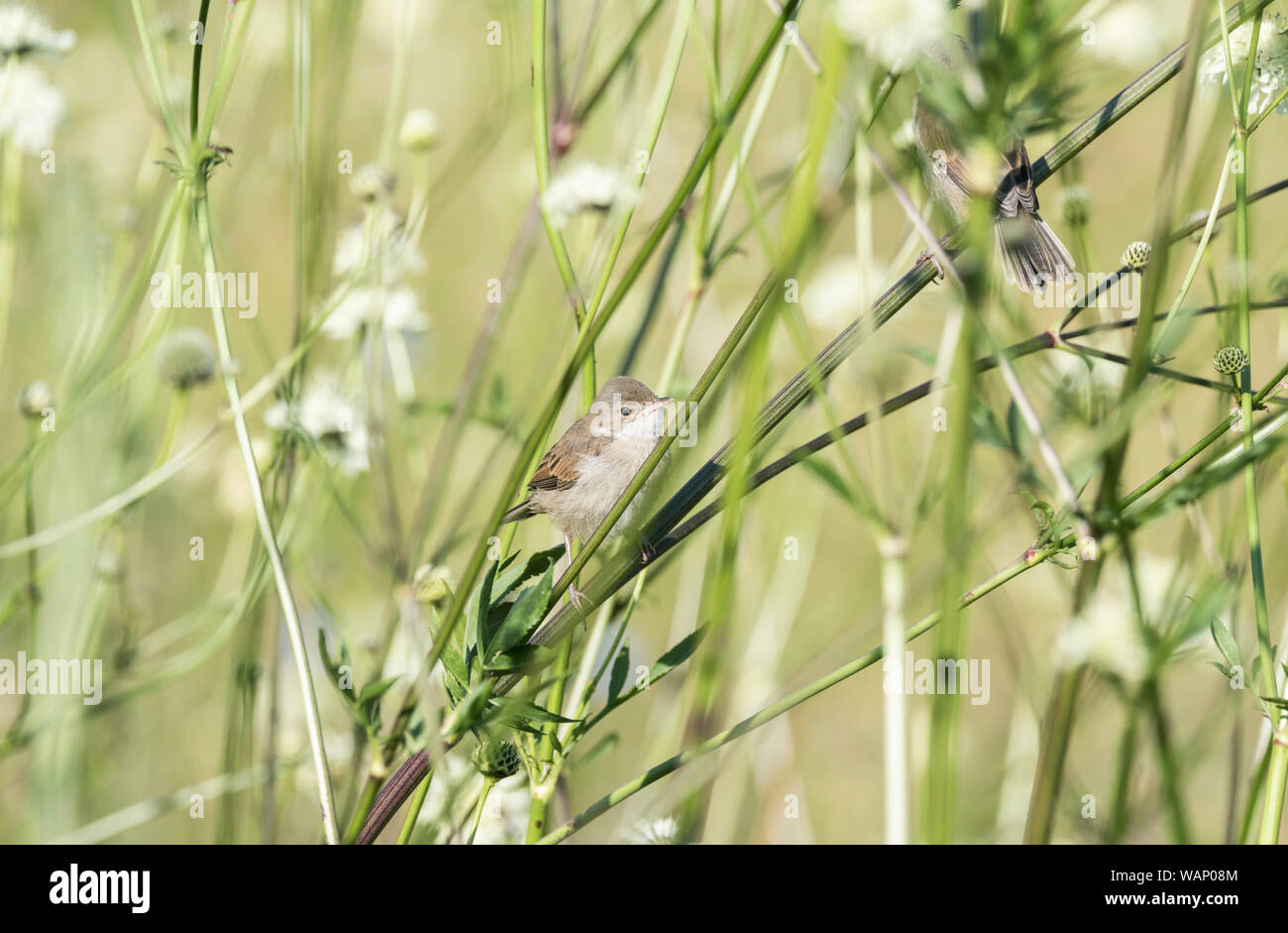 Whitethroat (Curruca communis) foraging on Cephalaria gigantea Stock Photo