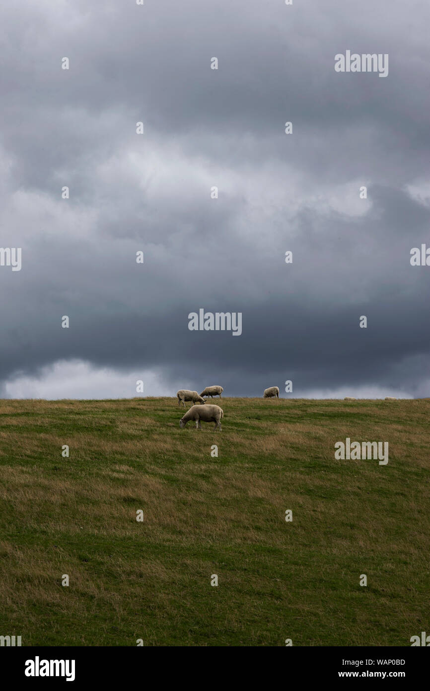 Sheep Ovis aries on a Yorkshire upland area with gathering storm clouds approaching in the background heralding threatening weather Stock Photo