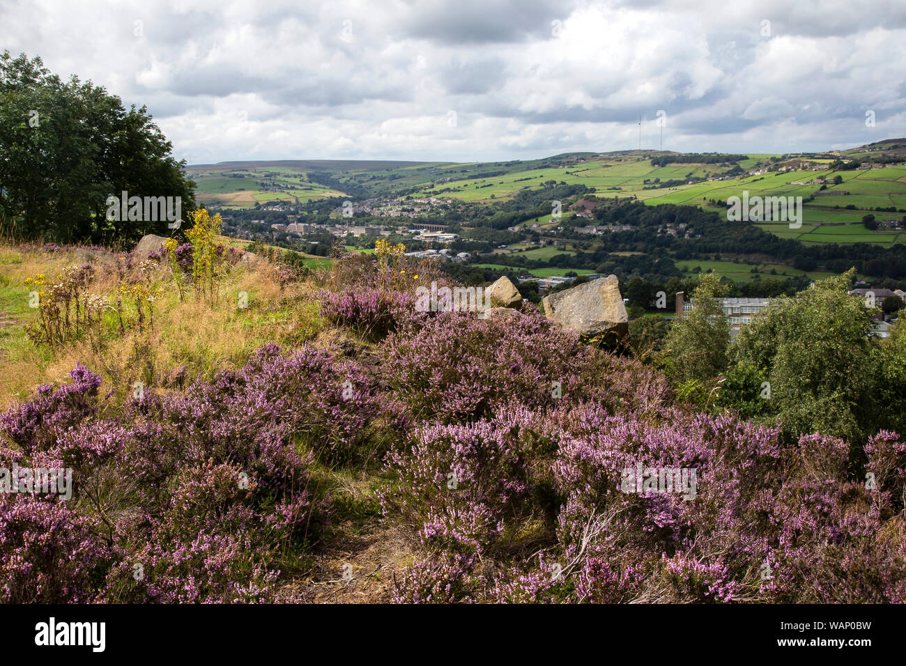 Elevated view looking towards Slaithwaite in the Colne Valley, West Yorkshire from Crosland Heath where the heather is in full bloom in late summer Stock Photo