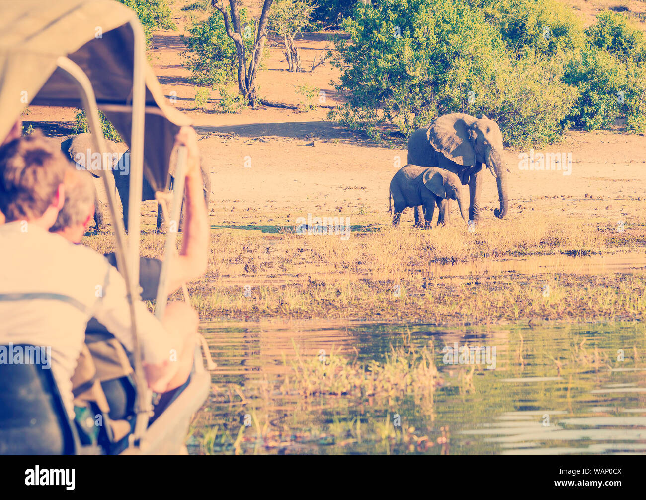 Tourists watching an elephant while on safari in Botswana, Africa with retro Instagram style filter effect Stock Photo