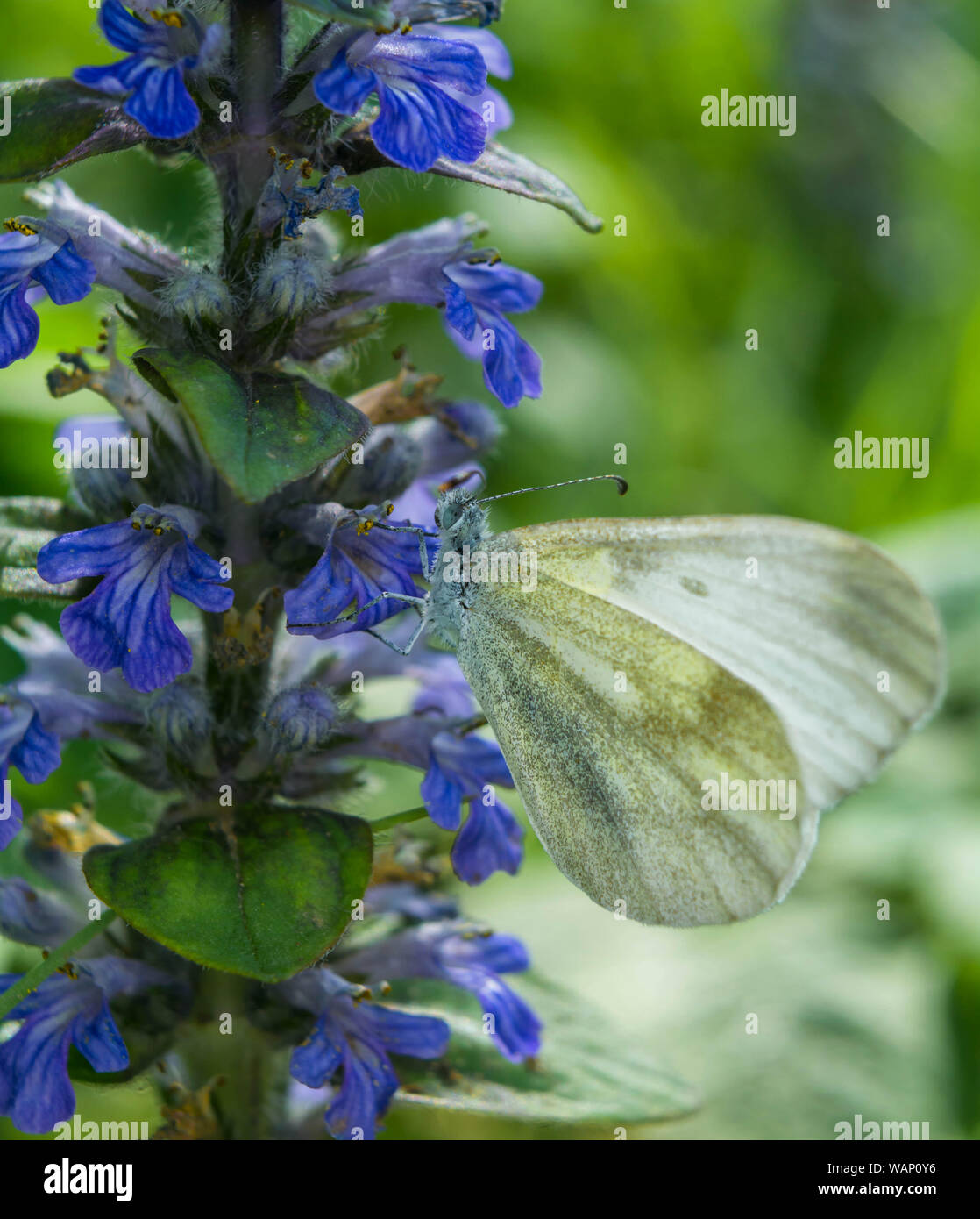 Beautiful white butterfly and blue flowers. Summer and spring background. White Butterfly On A Blue Flower. Stock Photo