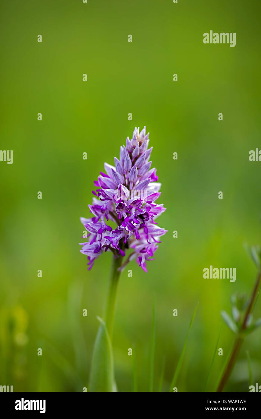 close up of a broad-leaved marsh orchid Stock Photo