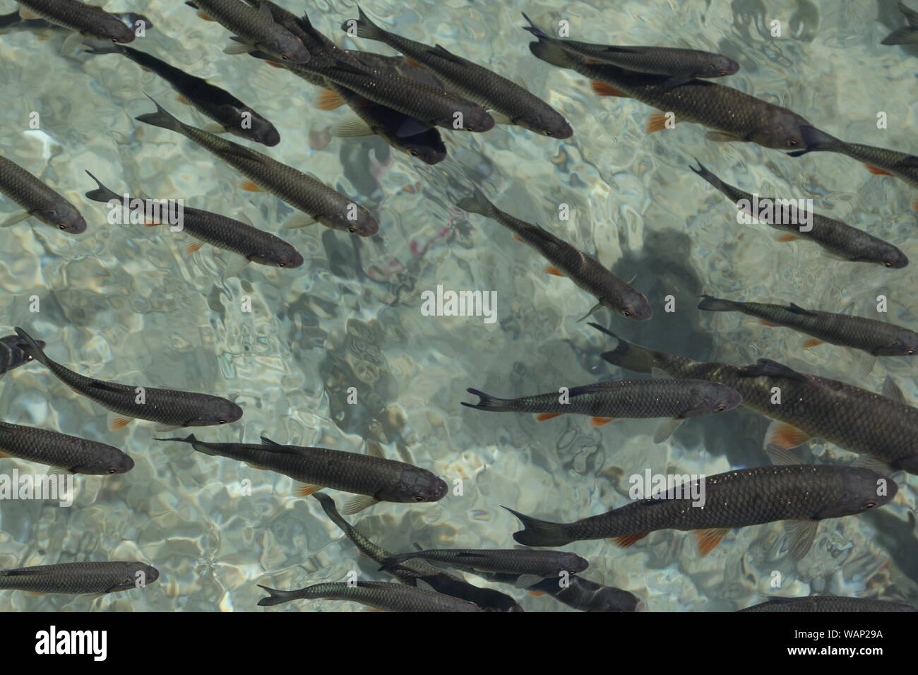 Clear fish eyes hi-res stock photography and images - Alamy