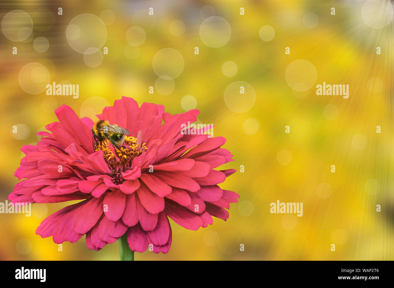 Bee on the red zinnia flower close up on beautiful sunny summer floral defocused background with bokeh and sunbeams in green and yellow colors. Blank Stock Photo