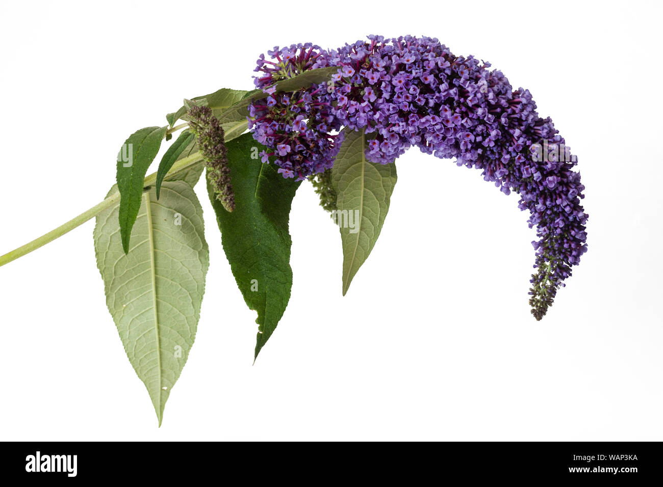 Purple flowers in the panicle of the invasive naturalised butterfy bush, Buddleja davidii, on a white background Stock Photo