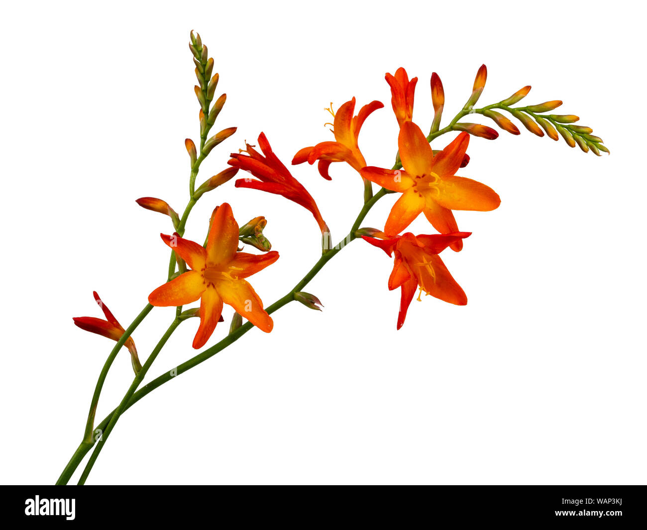 Single stem with flower spikes of the late summer flowering montbretia, Crocosmia x crocosmiiflora, on a white background Stock Photo