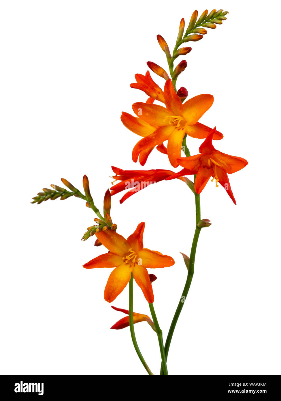Single stem with flower spikes of the late summer flowering montbretia, Crocosmia x crocosmiiflora, on a white background Stock Photo