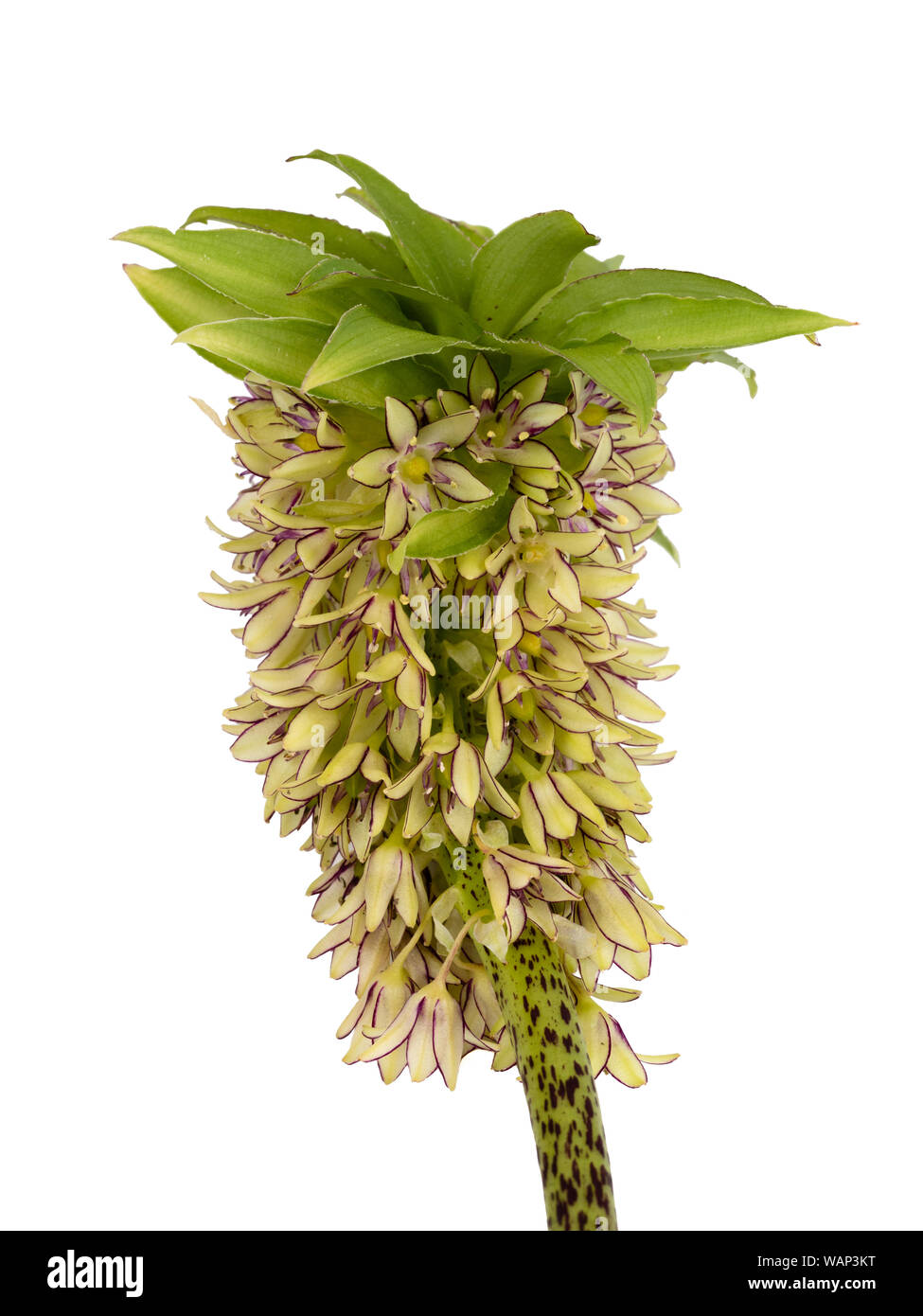 Flower spike of the half-hardy South African pineapple lily, Eucomis bicolor, on a white background Stock Photo