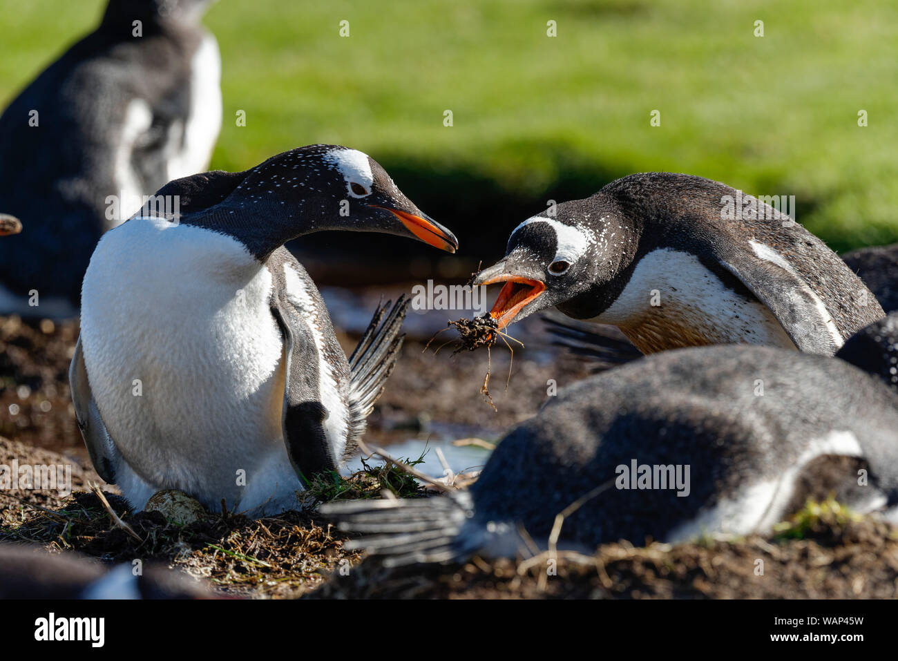 Zwei Eselspinguine (Pygoscelis papua), brütend, Falkland Inseln. Two gentoo penguins, breeding, Falkland Islands. Stock Photo