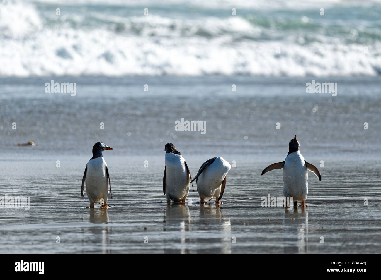 Eselspinguine (Pygoscelis papua) am Strand, Falkland Inseln. A Group of gentoo penguins on the beach, Falkland Islands. Stock Photo