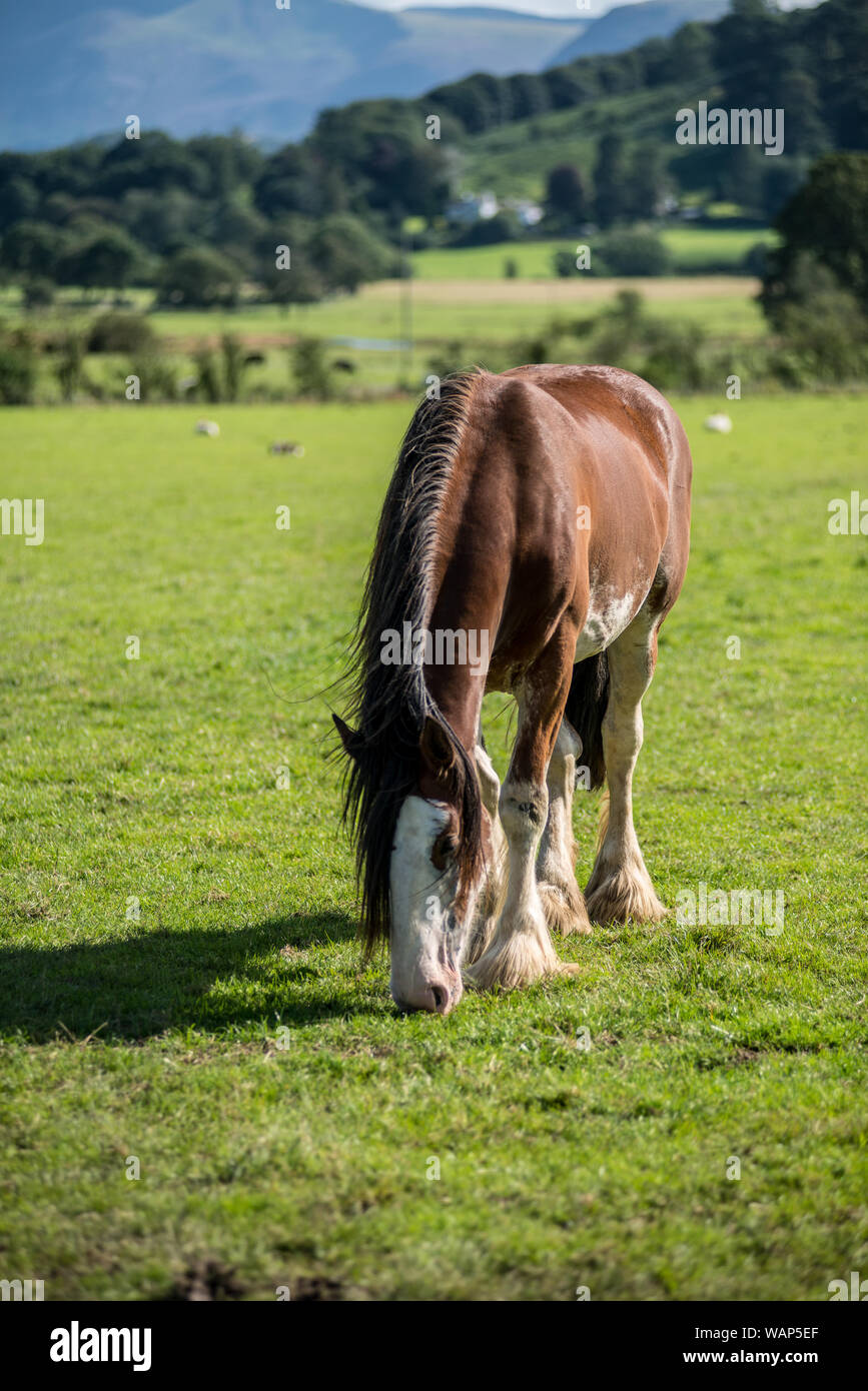 Shire horse in the Lake District Stock Photo