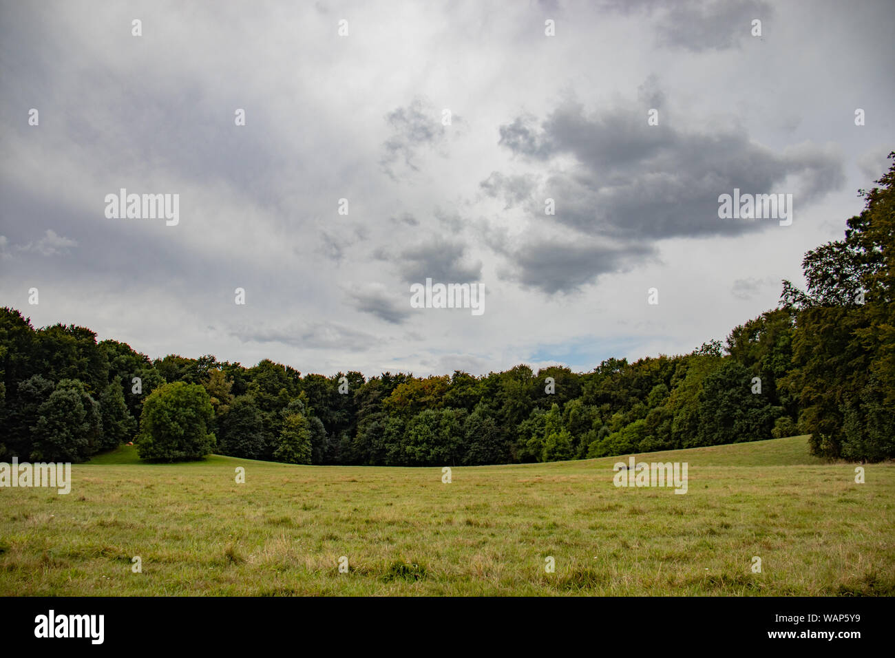 meadow at Decksteiner Weiher park, trees as background Stock Photo