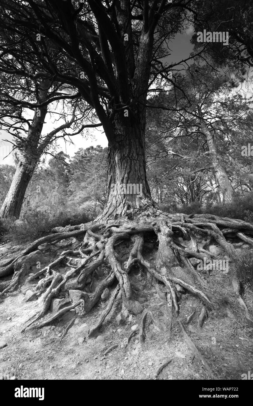Tree roots black and white hires stock photography and images Alamy