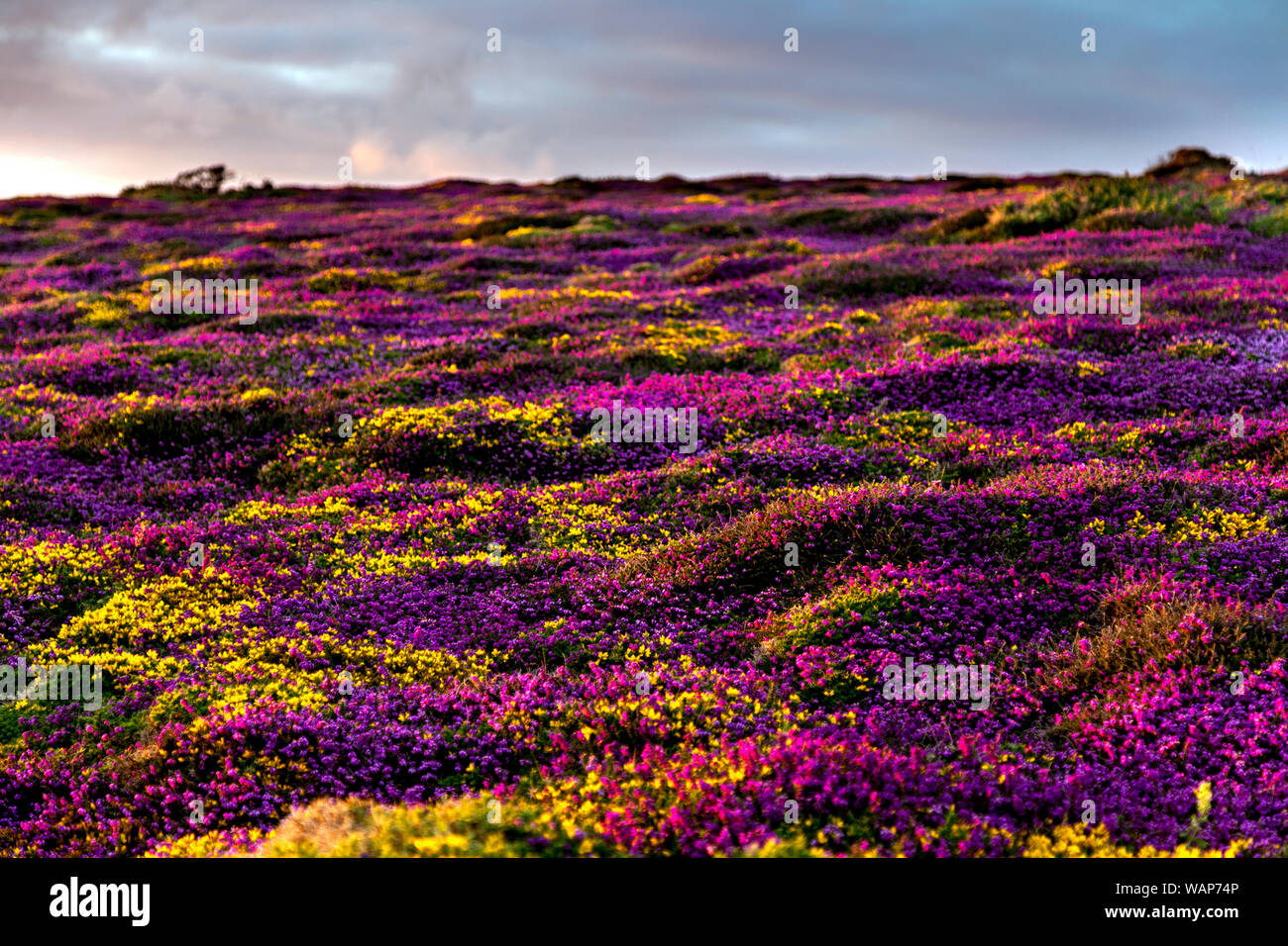 Mawgan Porth area and the coastline of Cornwall, blossoming flower and heather fields, UK Stock Photo