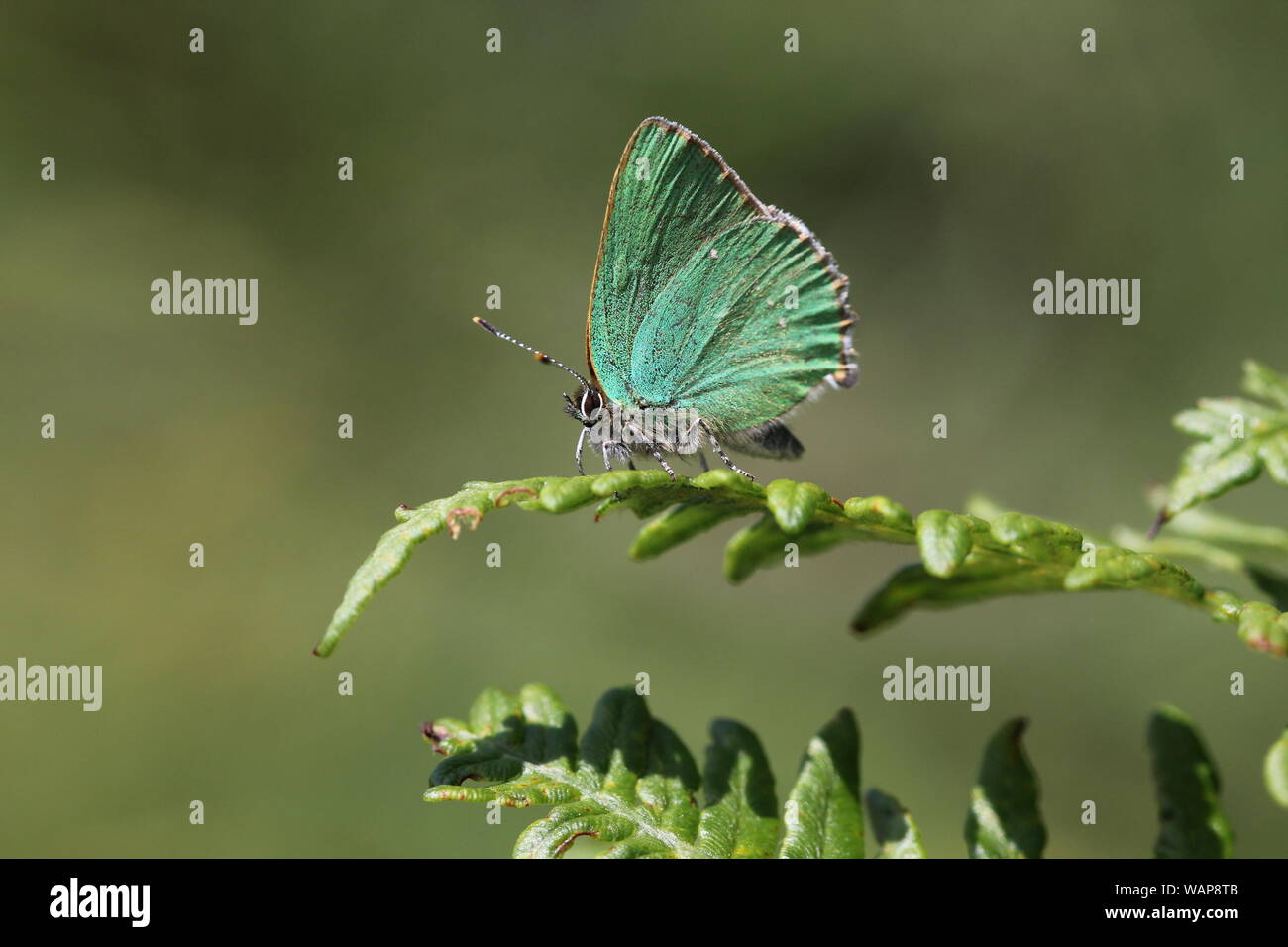 Green Hairstreak Butterfly basking on Bracken Stock Photo