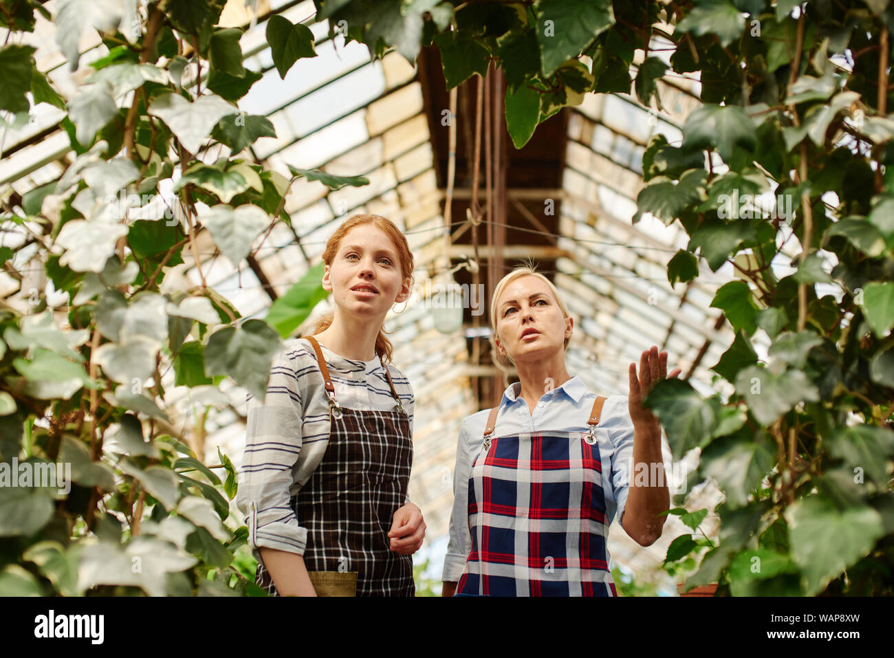 Two women in aprons look at the grapes grown at the greenhouse located in the winery. Stock Photo