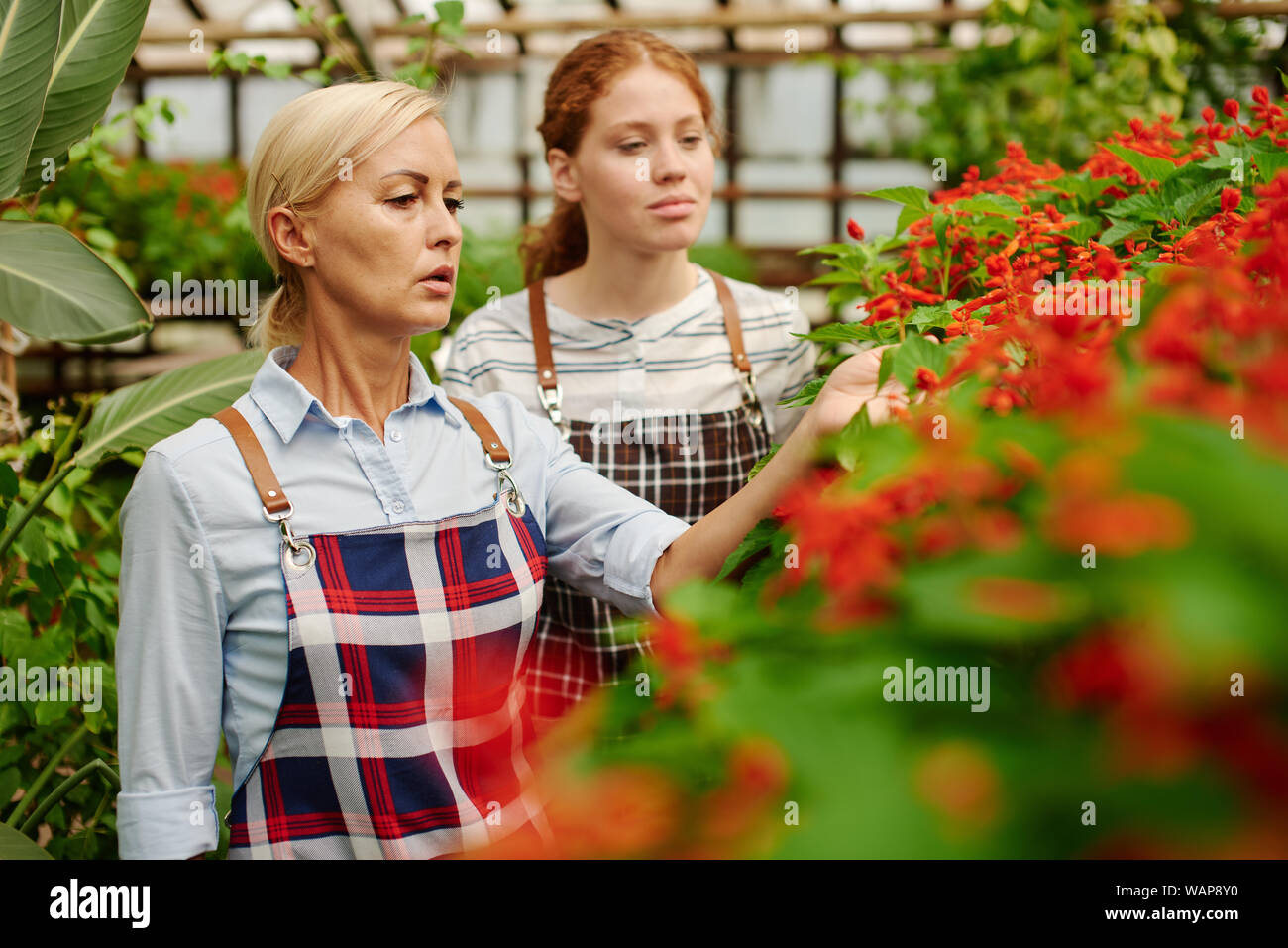 Two gardeners look at the plants they grow to sell in the greenhouse. Stock Photo