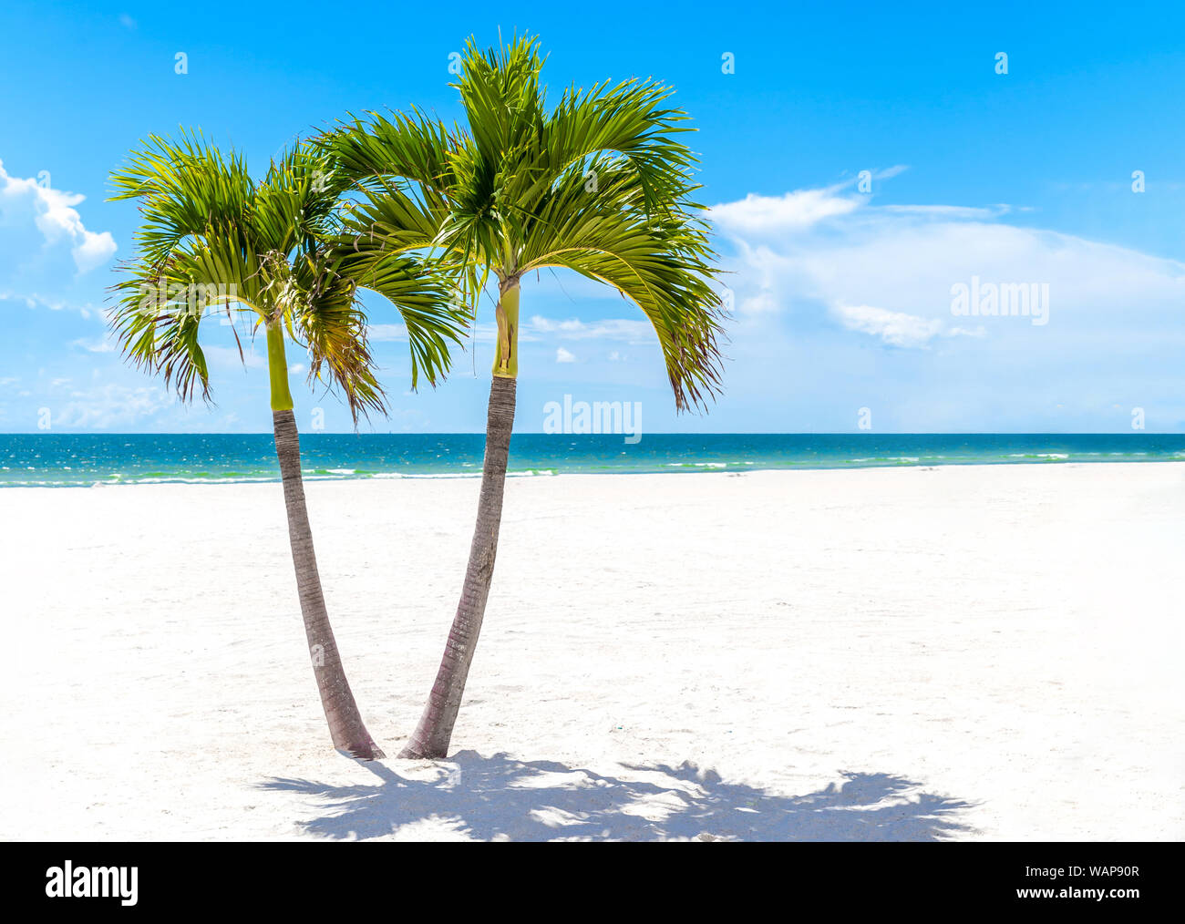 What City In Florida Has The Most Palm Trees At Clarence Alice Blog