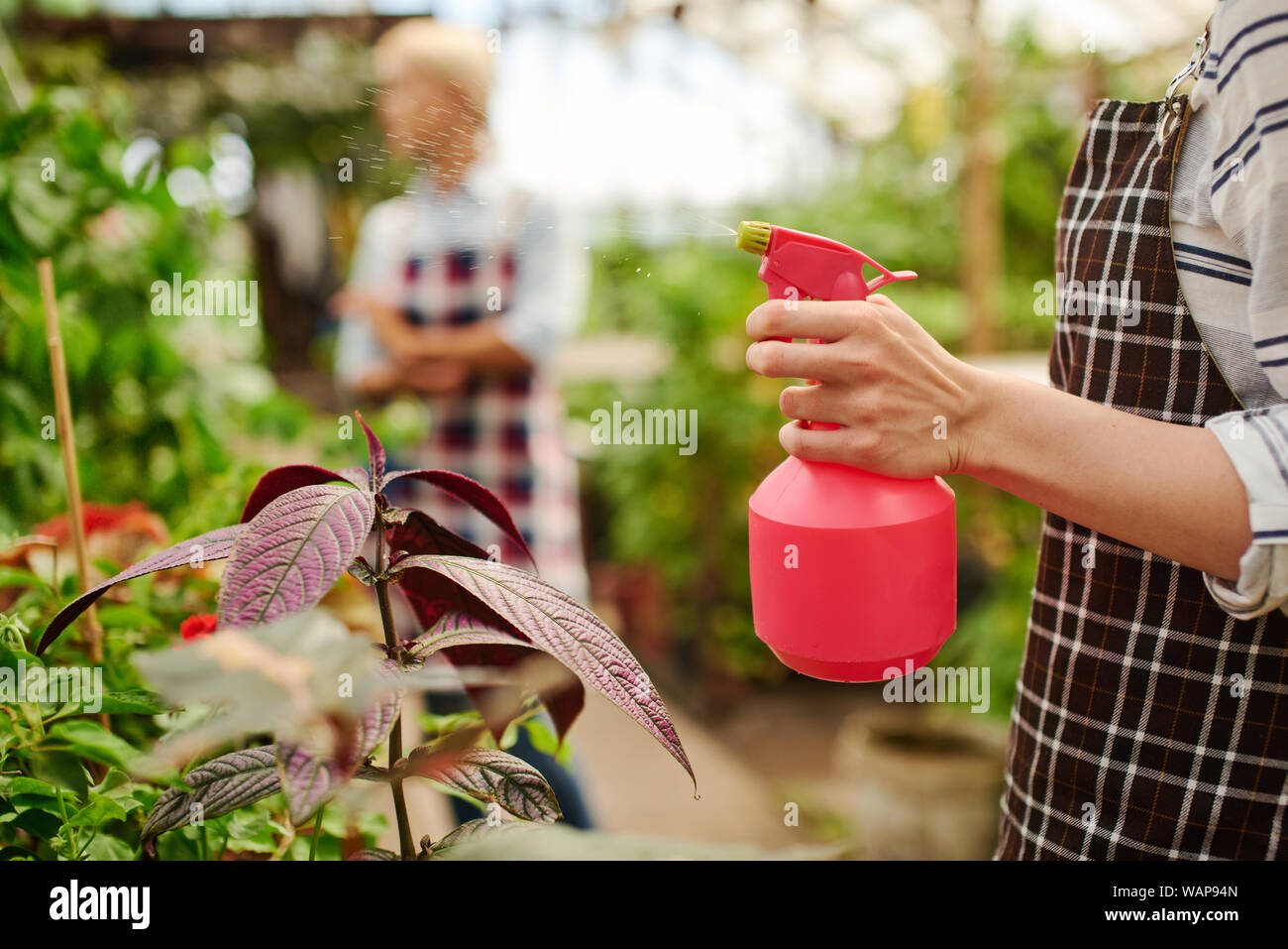 Close up of a spray waterbottle watering flowers in the greenhouse. Stock Photo