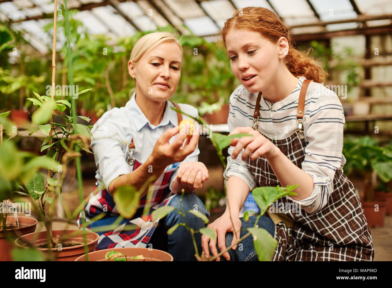 Two farmers look at the leaves of greenhouse plants they grow together. Stock Photo