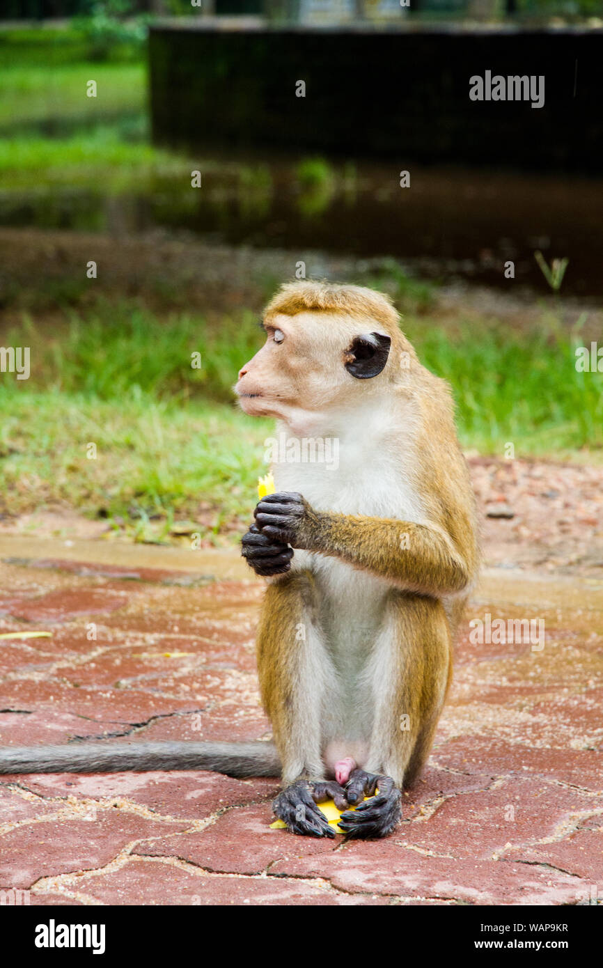 Ape eating mango , rejecting to share, Sri Lanka Stock Photo