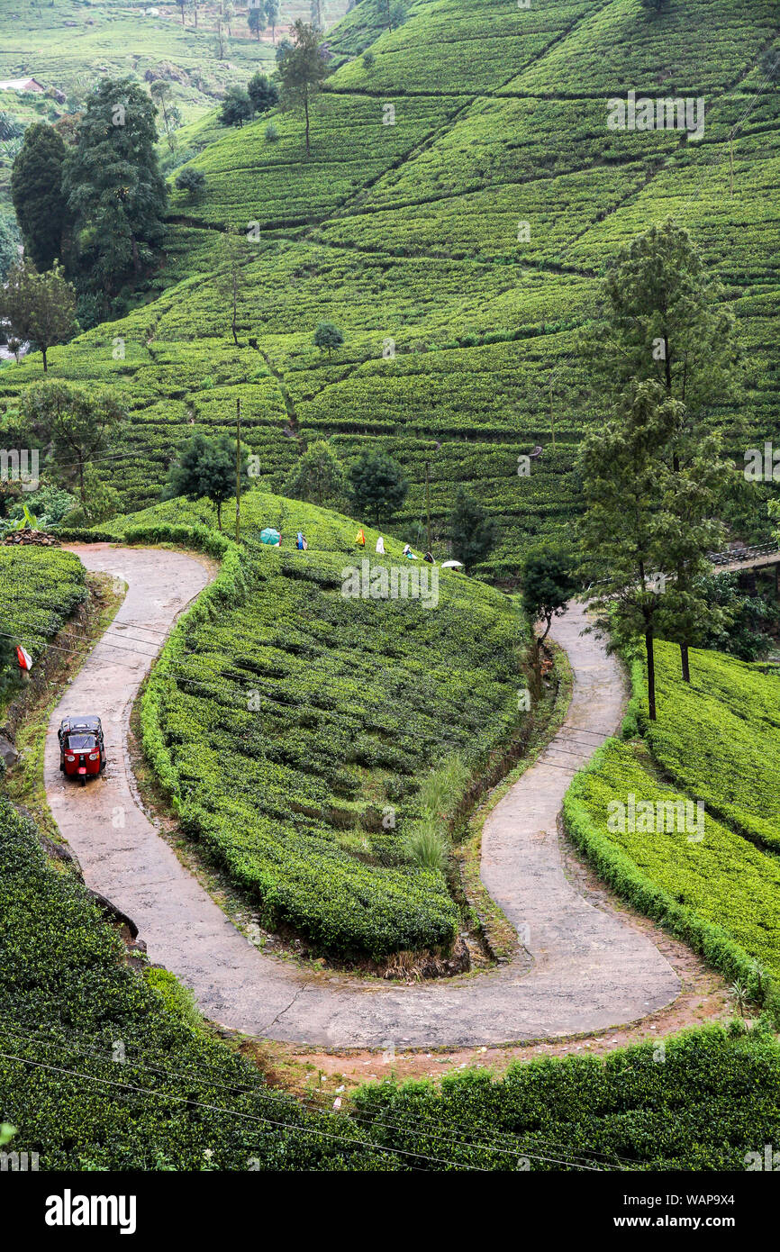 Tuk Tuk driving on a curvy road in tea plantage, Nuwara Ellia, Sri Lanka, Ceylon Stock Photo