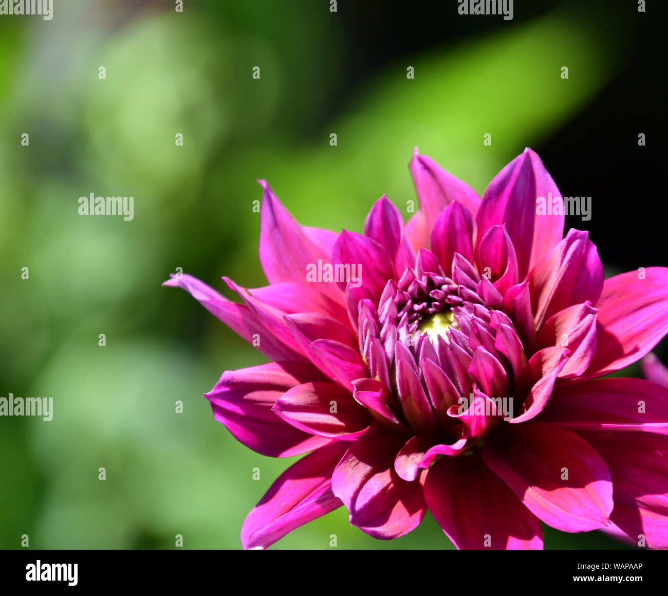 Purple leaf dahlia hi-res stock photography and images - Alamy