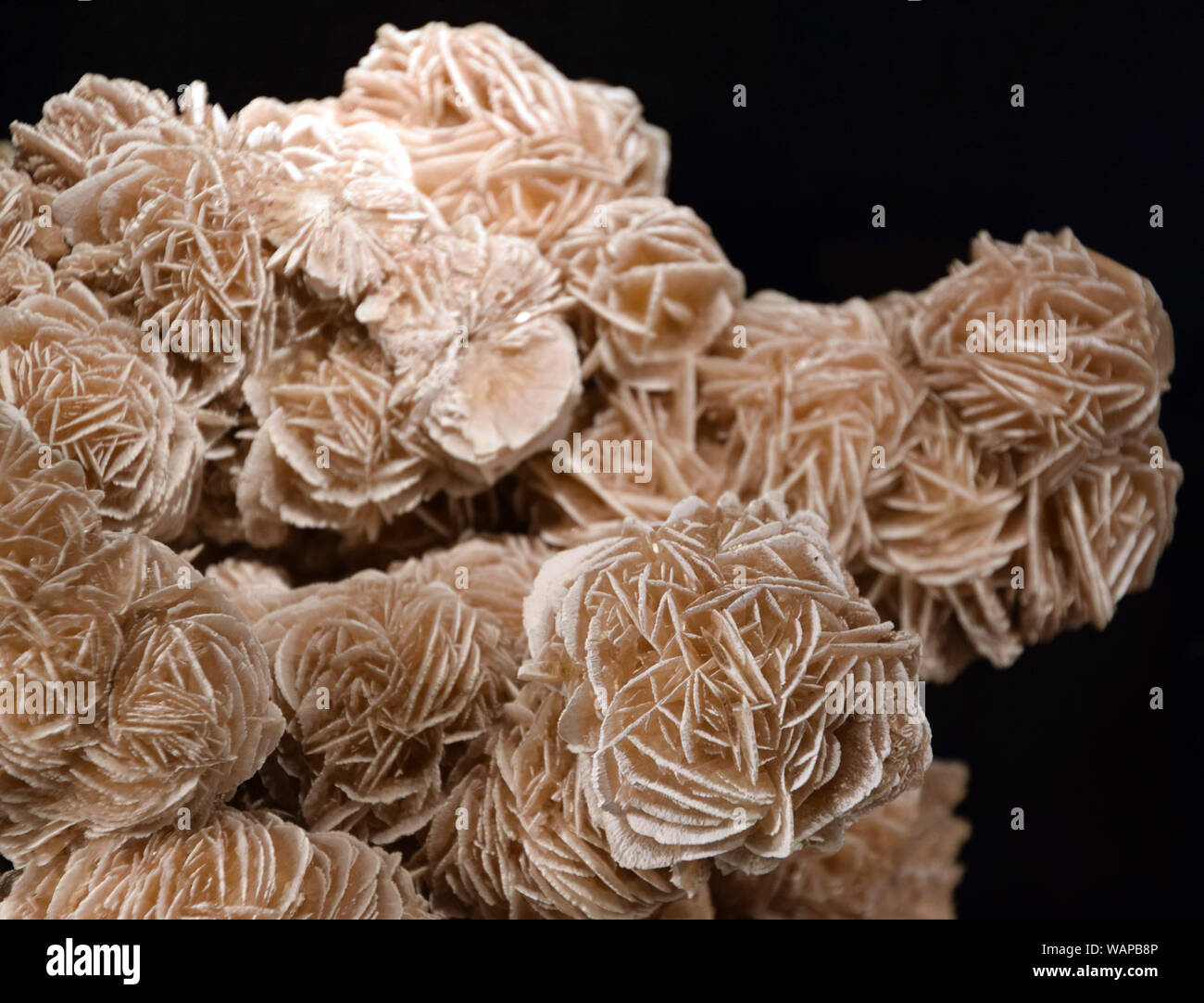 Desert rose or sand rose. Crystals resembling a flower Stock Photo - Alamy