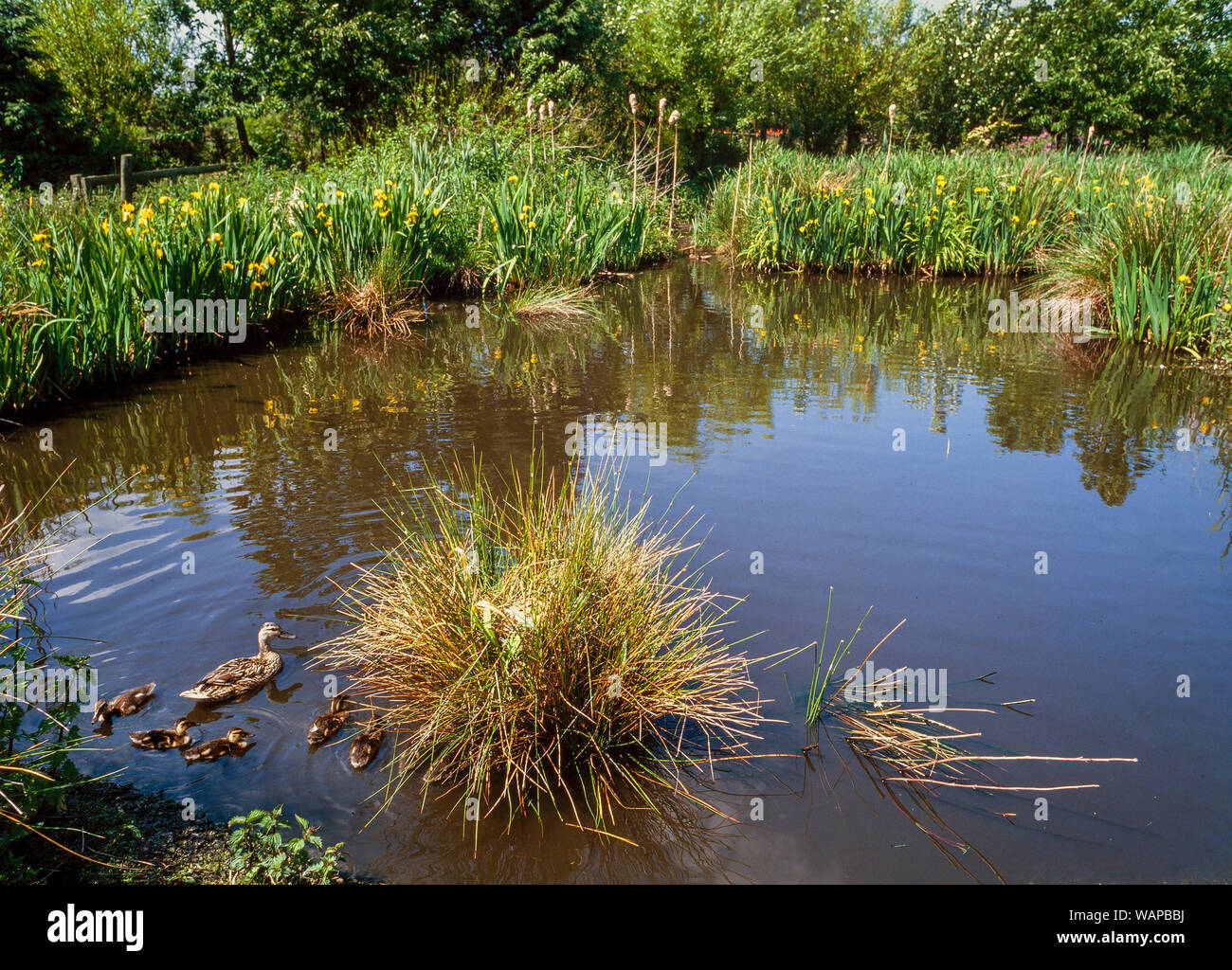 Tranquil duck pond scene, female Mallard with young brood of ducklings, bog plants, Great Reedmace, yellow flag, Martin Mere, Lancs, UK Stock Photo