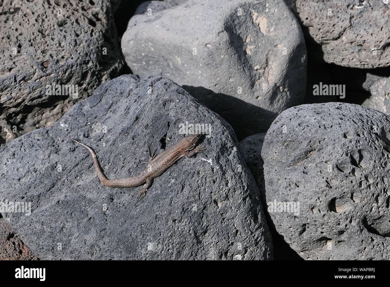 small lizard on Lanzarote, Canary Islands, called Gallotia atlantica Stock Photo
