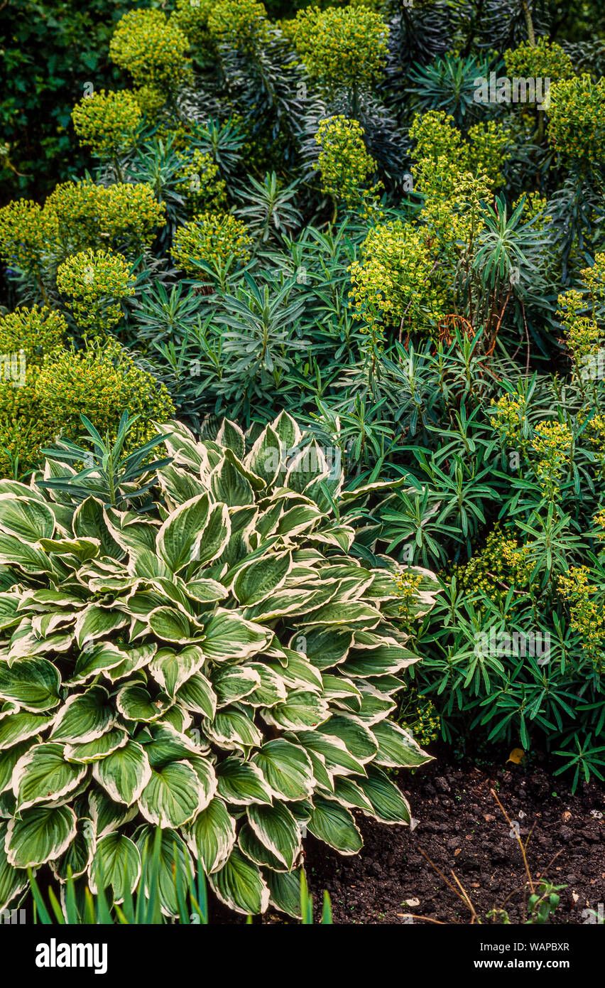 Garden border shrubs, ground cover, Hosta crispula, Euphorbia sp. Stock Photo